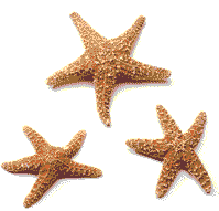 Starfish Graphic