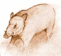Wild Boar - Illustration by Stefan Birch